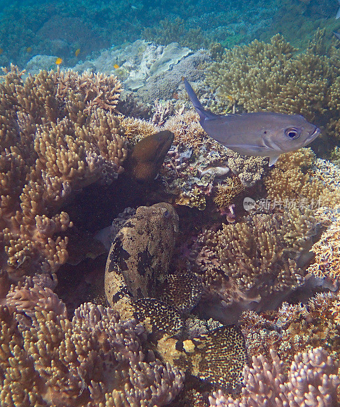 巨海鳗(Gymnothorax javanicus)、虎石斑鱼(Epinephelus fuscoguttatus)和大眼鲹(Caranx sexfasciatus)